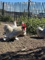 Broedeieren cochin krielen kleur én raszuiver, Dieren en Toebehoren, Pluimvee