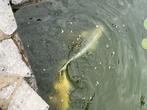 2 grote Koi, Dieren en Toebehoren, Karper of Koi