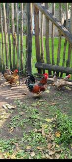 Koppel krielkippen, Meerdere dieren, Kip