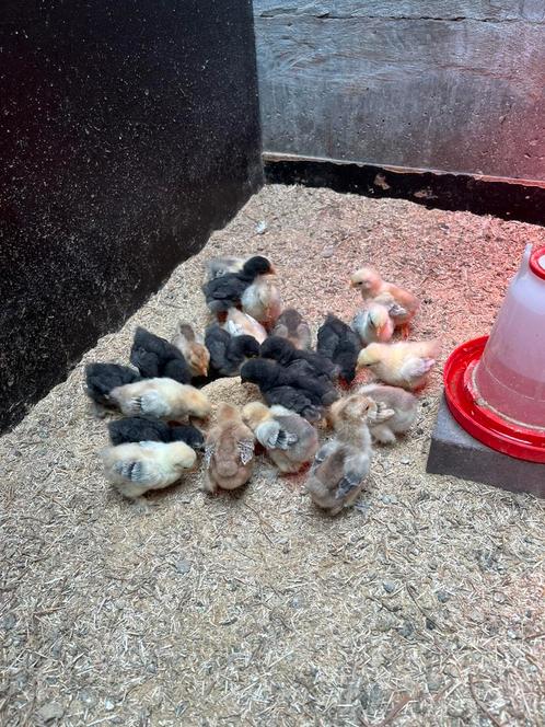 Cochin kriel kuikens porselein, Dieren en Toebehoren, Pluimvee, Kip, Vrouwelijk