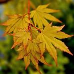 Acer Palmatum Shirasawanum 'Jordan'., Tuin en Terras, Ophalen