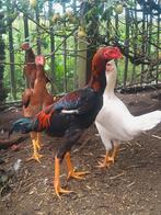 Jong trio o shamo, Dieren en Toebehoren, Pluimvee