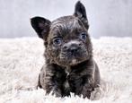 Franse bulldog fluffy, Dieren en Toebehoren, België, Fokker | Hobbymatig, CDV (hondenziekte), 8 tot 15 weken