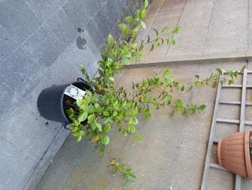 Camelia Wit, Tuin en Terras, Planten | Tuinplanten, Vaste plant, Halfschaduw, Lente, Ophalen