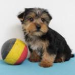 Schattige Yorkshire pups te koop (Belgisch), Yorkshire Terriër, België, Handelaar, CDV (hondenziekte)