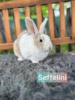 TER ADOPTIE GECASTREERDE RAM ONG 2,5 jaar oud, Dieren en Toebehoren, Konijnen