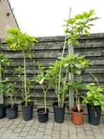 **** Volwassen Brugmansia planten****, Tuin en Terras, Planten | Tuinplanten, Vaste plant, Ophalen