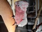 rose kaketoe, Dieren en Toebehoren, Geringd