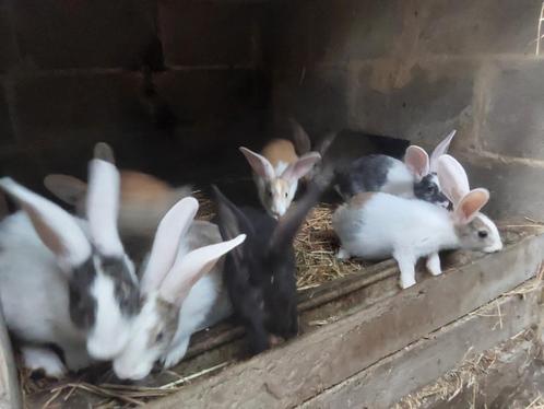 Nest van 9 jonge konijnen, Dieren en Toebehoren, Konijnen