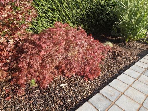 acer palmatum garnet, Jardin & Terrasse, Plantes | Arbres, Enlèvement ou Envoi