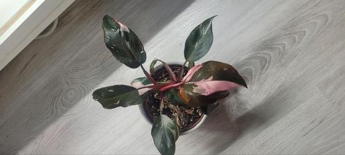 philodendron pink princess, Huis en Inrichting, Kamerplanten, Ophalen