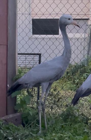 Paradijskraanvogel 2024 beschikbaar voor biedingen