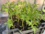 Tomatenplanten ‘Moneymaker’, Jardin & Terrasse, Plantes | Jardin, Annuelle, Enlèvement ou Envoi, Plantes potagères