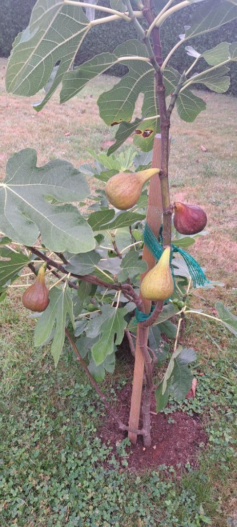 Figuier noir 130 cm ,déjà produit cette année., Tuin en Terras, Planten | Fruitbomen, Vijgenboom, 100 tot 250 cm, Ophalen