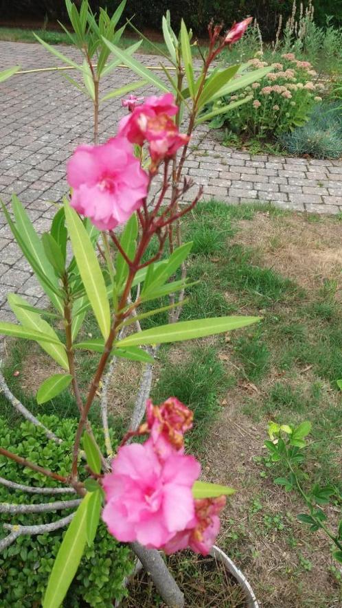OLEANDER, Tuin en Terras, Planten | Tuinplanten, Vaste plant, Overige soorten, Volle zon, Zomer, Ophalen