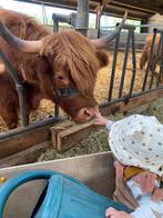 Mini Schotse Hooglanders, Vrouwelijk, 3 tot 6 jaar