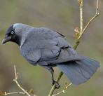 Kauwen koppel, Dieren en Toebehoren