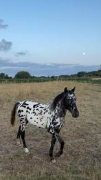 mooie appaloosa hengst in mei 2026 2 jaar, Dieren en Toebehoren, Paarden, Minder dan 160 cm, Niet van toepassing, 0 tot 2 jaar