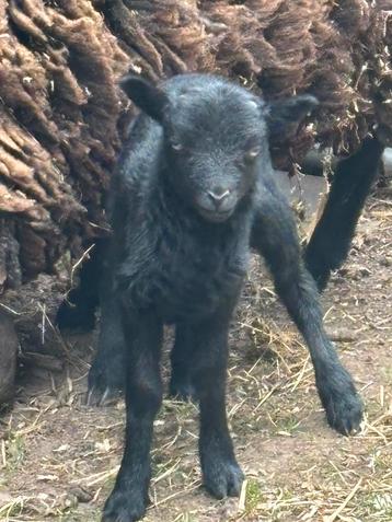 Quessant lammetje met moeder te koop, Mannelijk, Schaap, 0 tot 2 jaar