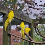 Kakariki, Dieren en Toebehoren, Vogels | Parkieten en Papegaaien, Meerdere dieren, Parkiet, Geringd