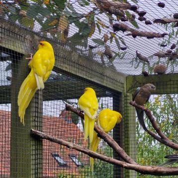 Kakariki disponible aux enchères