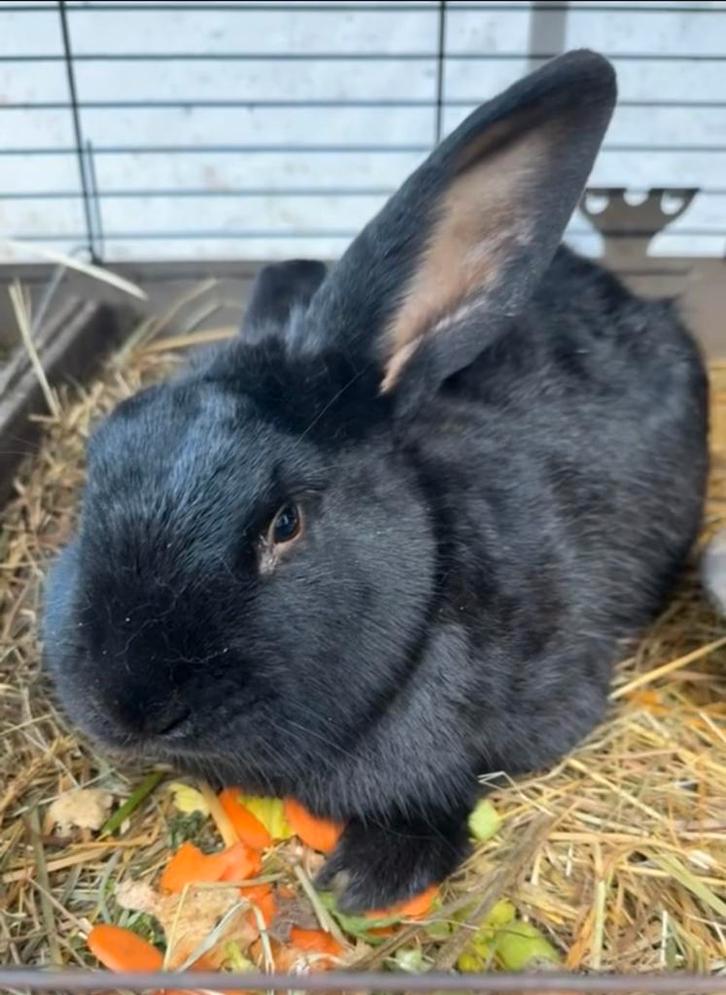 Vlaamse reus x konijn, Animaux & Accessoires, Lapins