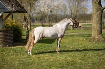 AMHA NMPRS BMP hengstjes, Dieren en Toebehoren, Pony's, Hengst, A pony (tot 1.17m), Gechipt