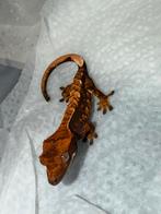 Dark harlequin wimpergekko, Dieren en Toebehoren, Reptielen en Amfibieën