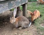 konijnen te koop, Dieren en Toebehoren, Konijnen, Meerdere dieren, Groot, 0 tot 2 jaar