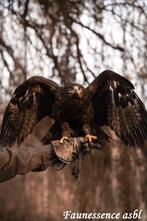 🦅 Stage fauconnerie – Expérience unique avec les rapaces 🦅, Ophalen, Nieuw