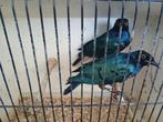Onverwant koppel driekleur glansspreeuw, Dieren en Toebehoren, Vogels | Overige Vogels, Meerdere dieren, Tropenvogel