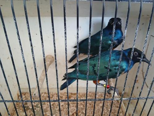 Onverwant koppel driekleur glansspreeuw, Dieren en Toebehoren, Vogels | Overige Vogels, Tropenvogel, Meerdere dieren