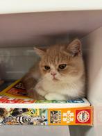 kittens Exotic korthaar, Dieren en Toebehoren, Katten en Kittens | Raskatten | Korthaar, Meerdere dieren, Gechipt, 0 tot 2 jaar