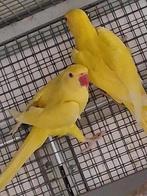 lutino halsbandparkiet mannen, Mannelijk, Parkiet, Geringd