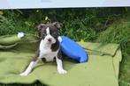 Chiots Boston Terrier, Animaux & Accessoires, Chiens | Jack Russell & Terriers, Étranger, Parvovirose, Autres races, Plusieurs animaux