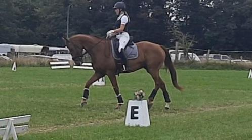 6 jarige dressuurruin met potentieel v. Totilas, Dieren en Toebehoren, Paarden, Ruin, L, 165 tot 170 cm, 3 tot 6 jaar, Dressuurpaard