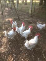 Poule de bresse
