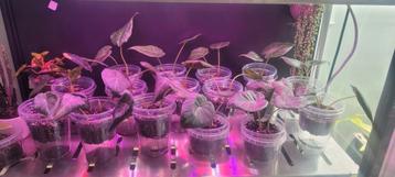 Mooie alocasia regal schield plantjes te koop beschikbaar voor biedingen