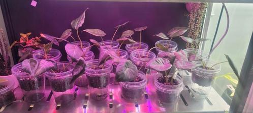 Mooie alocasia regal schield plantjes te koop, Huis en Inrichting, Kamerplanten, Ophalen