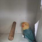 Fischeri, Dieren en Toebehoren, Vogels | Parkieten en Papegaaien, Dwergpapegaai of Agapornis, Geringd