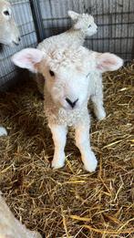 Devon en Cornwall Longwool stamboek ramlam, Mannelijk, Schaap, 0 tot 2 jaar