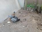 3 hennen, Dieren en Toebehoren, Pluimvee