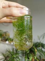 Grof hoornblad, Dieren en Toebehoren, Ophalen, Zo goed als nieuw