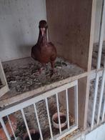 Sierduiven Deense tuimelaars, Dieren en Toebehoren, Vogels | Duiven, Meerdere dieren, Tuimelaar of Roller