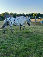 Appaloosa hengst ter dekking, Dieren en Toebehoren, Hengst