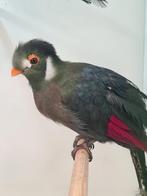 1 witwang toerako ( in nl ), Dieren en Toebehoren, Geslacht onbekend, Tropenvogel, Geringd