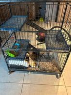 2 chinchilla's  meisjes  plus kooi, Ophalen, Zo goed als nieuw