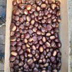 dikke verse kastanjes  ..20 kg â 3.euro/kg, Diversen, Ophalen
