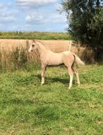 Prachtig palomino welsh sectie B hengstenveulen te koop, Dieren en Toebehoren, Niet van toepassing, 0 tot 2 jaar, Hengst, C pony (1.27m tot 1.37m)