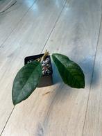 Hoya Finlaysonii cv Nui, Huis en Inrichting, Ophalen of Verzenden